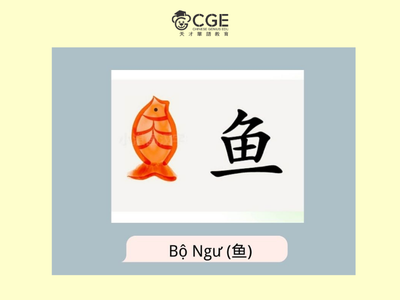 bộ ngư trong tiếng trung 4
