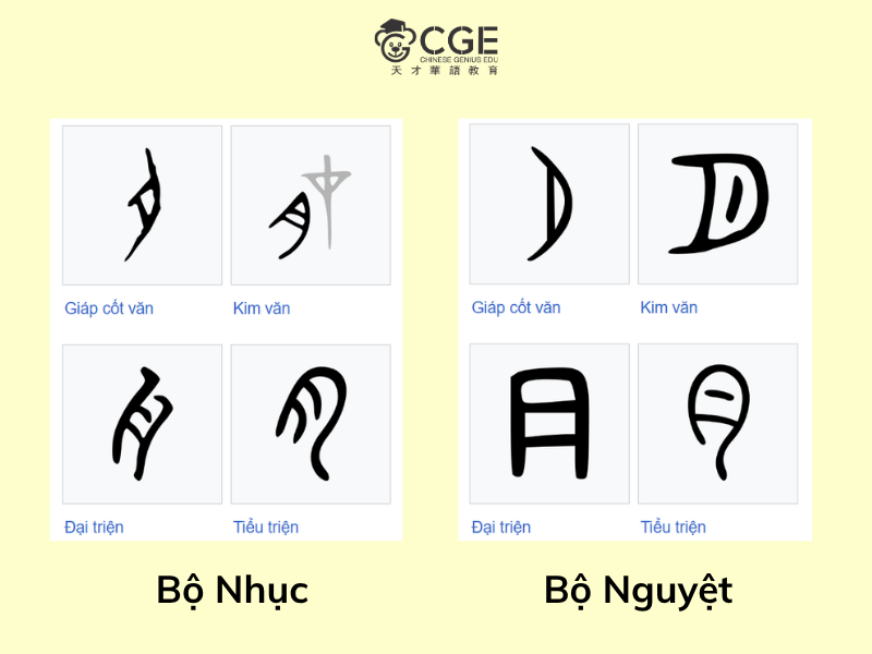 bộ nguyệt trong tiếng Trung 2