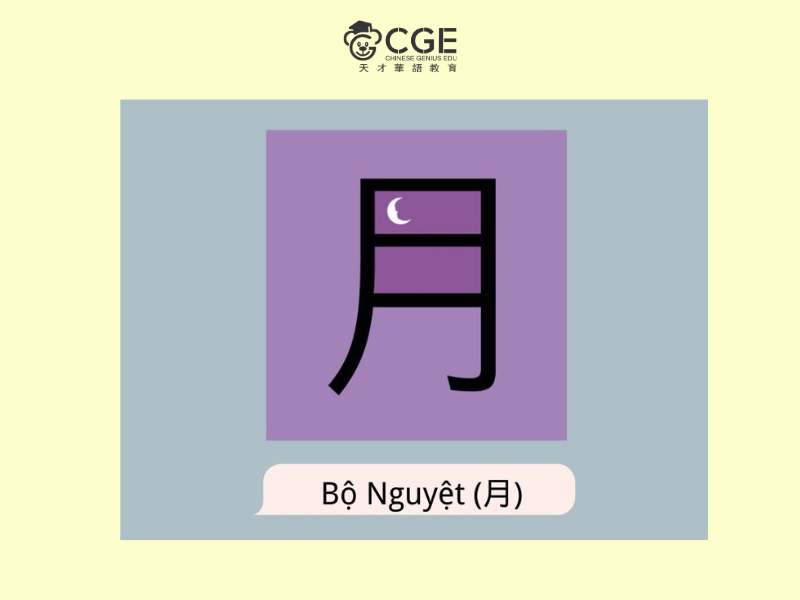 bộ nguyệt trong tiếng Trung 5