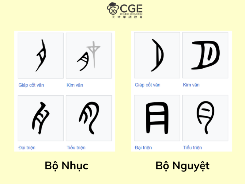 Bộ nhục trong tiếng Trung 2