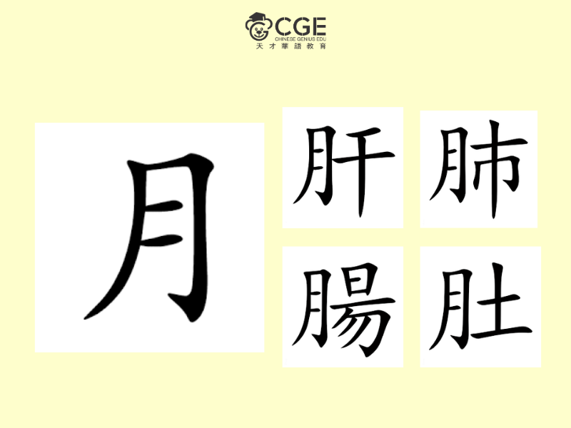 Bộ nhục trong tiếng Trung 4